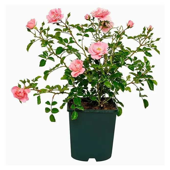 Bodendeckerrose - Rosa 'Sommerwind' -R-, Topfvolumen: 4,5 l, Rosa - Eine wunderschöne Topfrose mit zarten rosa Blüten und grünen Blättern, perfekt für jeden Garten oder Balkon.