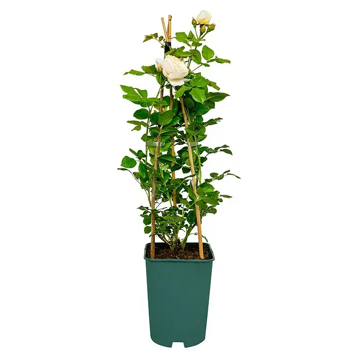 Kletterrose - Rosa 'Uetersener-Klosterrose' -R-, Weiß - Eine Topfrose mit cremefarbenen Blüten, die an Rankhilfen befestigt ist, ideal für Balkon oder Terrasse.