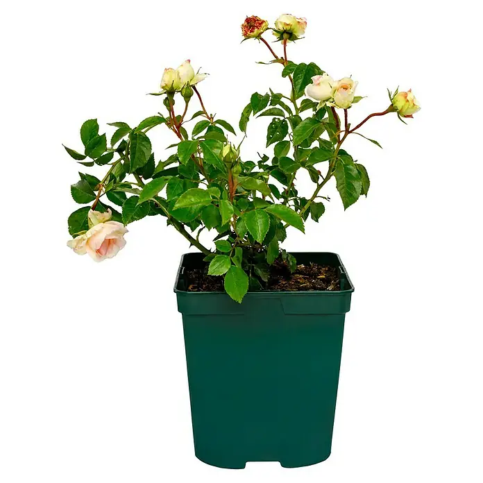 Beetrose - Rosa 'Kurfürstin Sophie' ®, Rosa - Rosenstrauch in einem Topf. Die Rose hat zarte Blütenblätter und grüne Blätter, die eine schöne Farbkombination bilden.