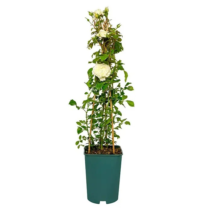Kletterrose - Rosa 'Alaska' -R-, Weiß - Eine elegante, weiße Kletterrose im Topf. Ideal für Balkon und Terrasse, setzt sie stilvolle Akzente mit ihren zarten Blüten und dem satten Grün.