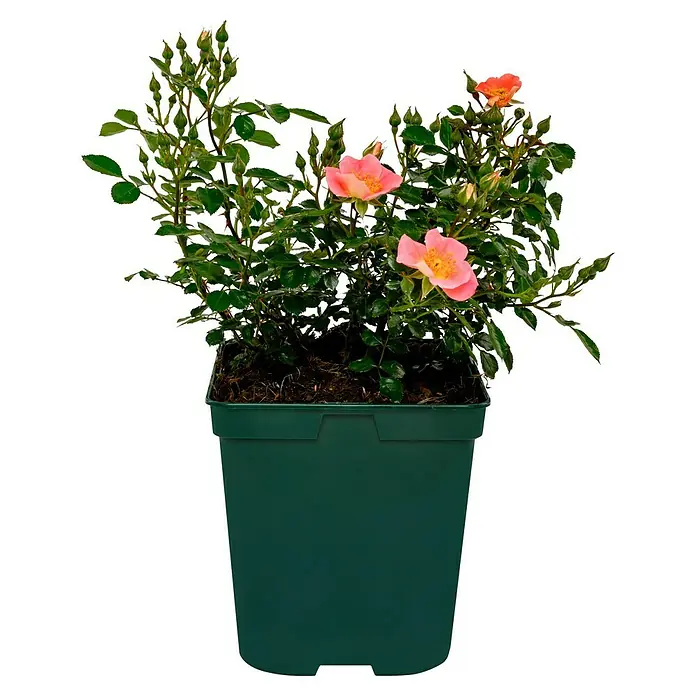 Bodendeckerrose - Rosa 'Topolina' -R- ADR, Topfvolumen: 4,5 l, Rosa - Ein grüner Topf mit einer üppigen Rose mit zarten rosa Blüten und grünen Blättern, perfekt für Gartenliebhaber.