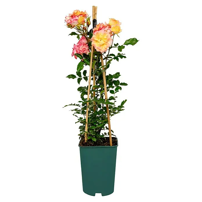 Strauchrose - Rosa 'LandLust' -R-, Topfvolumen: 5,5 l, Orange - Ein Rosenstrauch in einem Topf mit einem Spalier. Die Rosen haben eine Mischung aus gelben und rosa Blütenblättern und das Spalier ist aus Bambus.