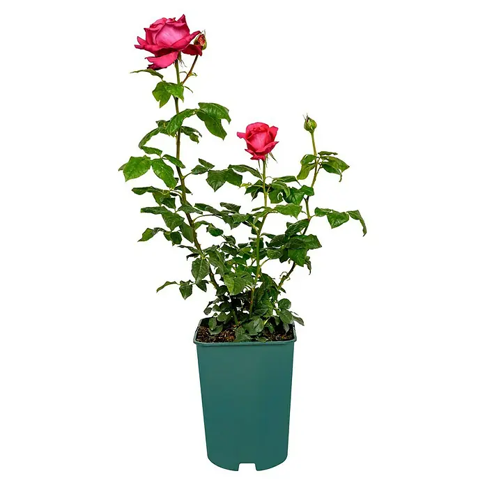 Edelrose - Rosa 'Johann Wolfgang v Goethe Rose', Purpurviolett - Ein Topf mit einer rosafarbenen Rose. Die Rose hat grüne Blätter und ist in einem grünen Topf gepflanzt.