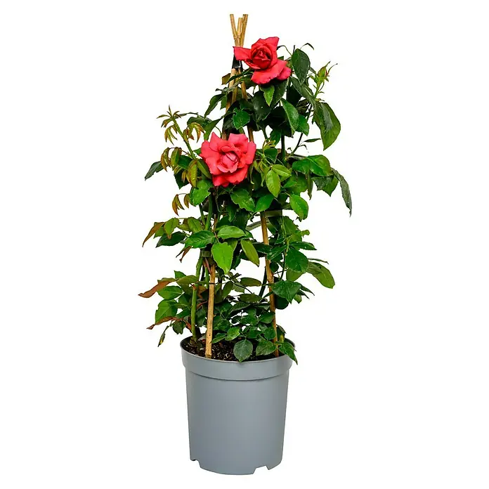 Edelrose - Rosa 'Harald Wohlfahrt', Dunkelrot - Topfrose mit roten Blüten, die an einem Holzgerüst hochwächst, ideal für Balkon oder Terrasse. Die Rose bringt Farbe und Duft in jeden Aussenbereich.