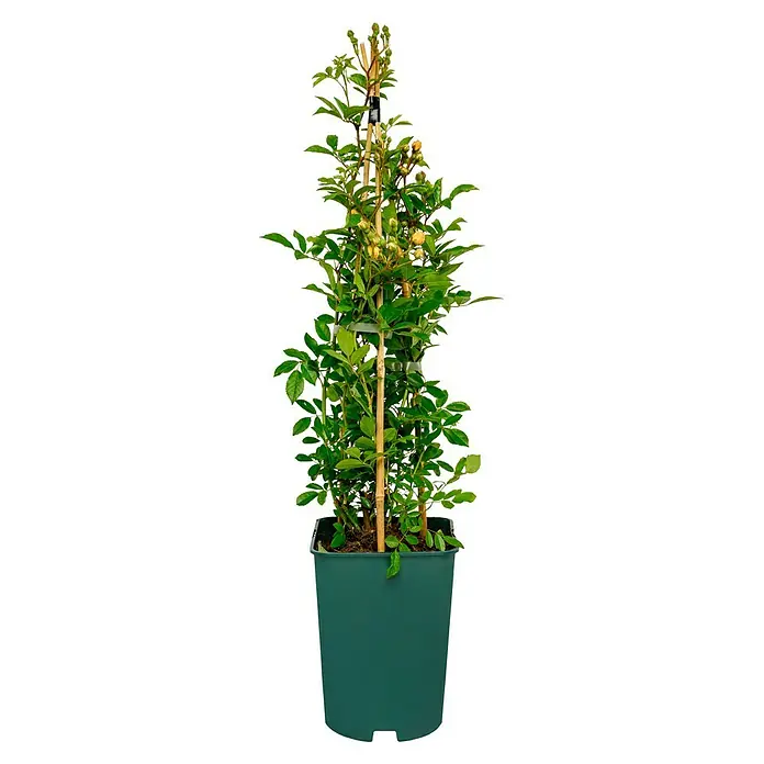 Kletterrose - Rosa 'Ghislaine de Feligonde', Gelb / Weiß - Ein Strauch mit gelben Rosenknospen in einem grünen Topf, der an Bambusstäben hochgebunden ist. Die Pflanze hat viele grüne Blätter.
