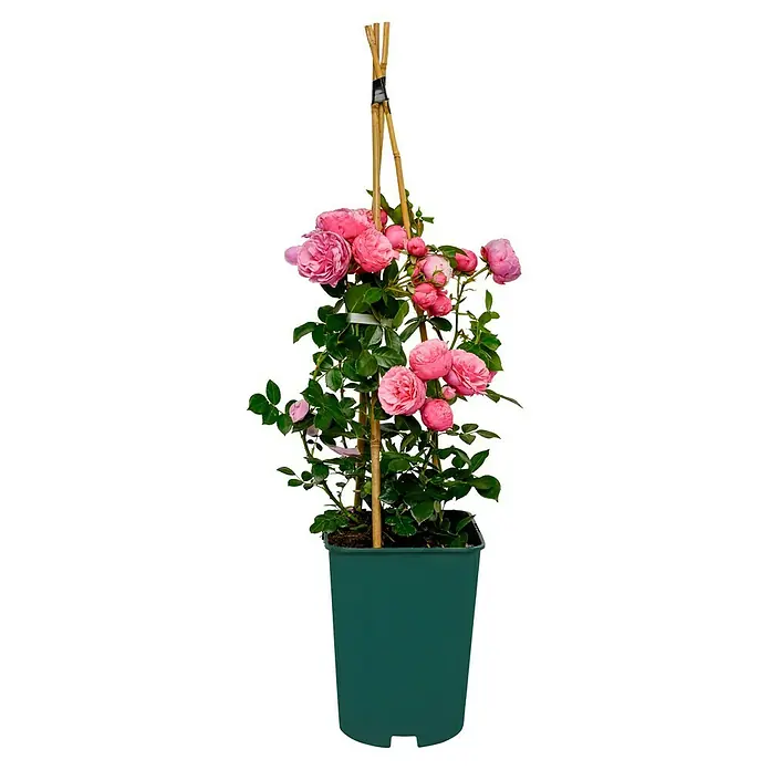 Beetrose - Rosa 'Pomponella' ® ADR, Dunkelrosa - Eine Kletterrose im Topf mit rosa Blüten und grünen Blättern, die an einem Bambusstab befestigt ist. Perfekt für Balkon oder Terrasse.