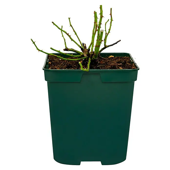 Bodendeckerrose - Rosa 'Mirato' -R-, Topfvolumen: 4,5 l, Leuchtend Pink - Draufsicht auf eine grüne Topfpflanze mit beschnittenen Ästen und brauner Erde auf schwarzem Hintergrund.
