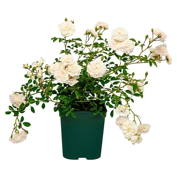 Bodendeckerrose - Rosa 'Swany' -R-, Topfvolumen: 4,5 l, Weiß - Zauberhafte weiße Rose im Topf, perfekt für Garten oder Balkon. Bringt Eleganz und Duft in jeden Raum, ein echter Hingucker.