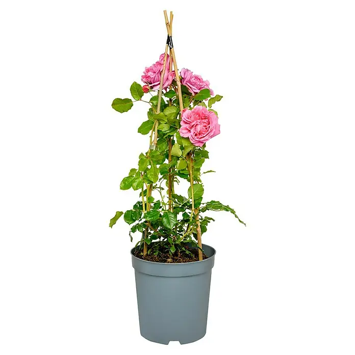 Edelrose - Rosa 'Pompadour' ®, Rosa - Attraktive Kletterrose im Topf mit zarten rosa Blüten, die an einem Rankgitter emporwächst und so eine vertikale Struktur im Garten bietet.