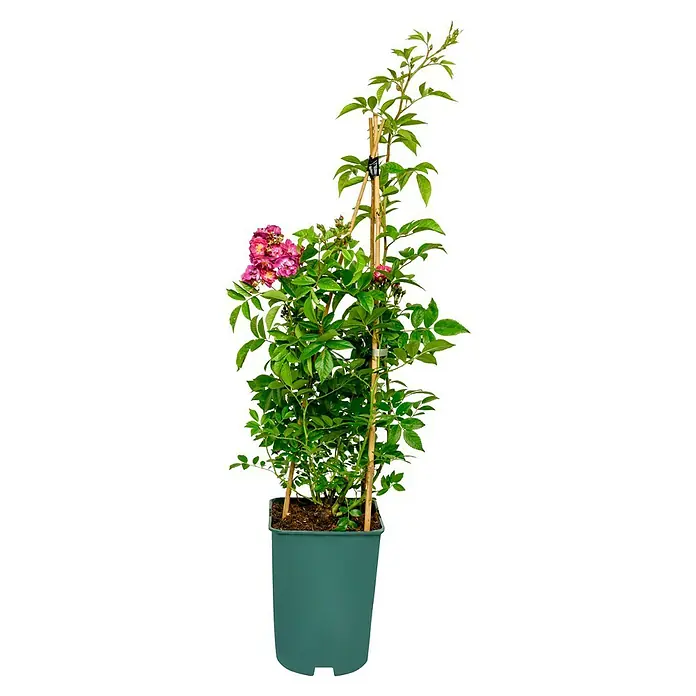 Kletterrose - Rosa 'Perennial Blue' -R- ADR, Lila-Rosa - Bild einer Strauchrose im Topf. Die Pflanze hat eine reiche Blüte in verschiedenen Rosatönen und wird von Bambusstäben gestützt.