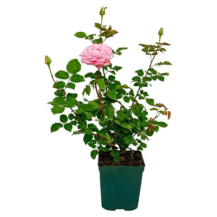 Edelrose - Rosa 'Beverly' ®, Zartrosa - Elegante rosa Rose in einem grünen Topf. Die Rose ist wunderschön und detailreich. Perfekt für jeden Garten oder Balkon.
