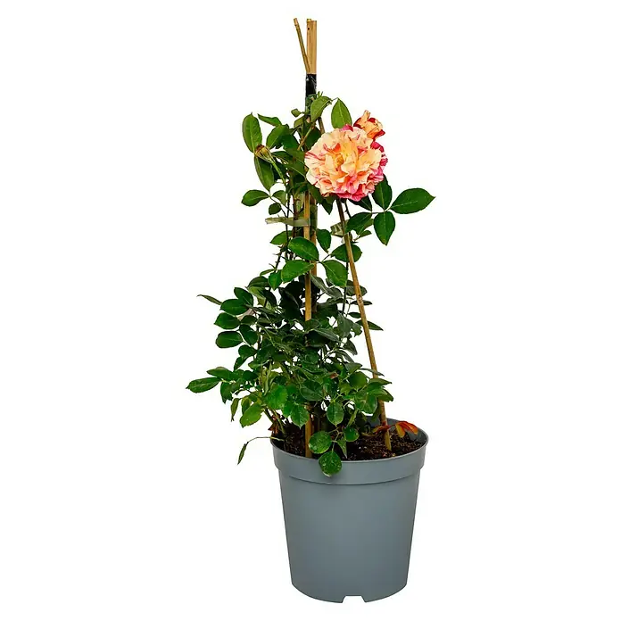 Beetrose - Rosa 'Maurice Utrillo' ®, Rot/Weiß/Gelb gestreift - Wunderschöne, gestreifte Rose in einem grauen Topf mit Rankhilfe, ideal für Balkon und Terrasse. Die Rose bietet einen schönen Farbkontrast.