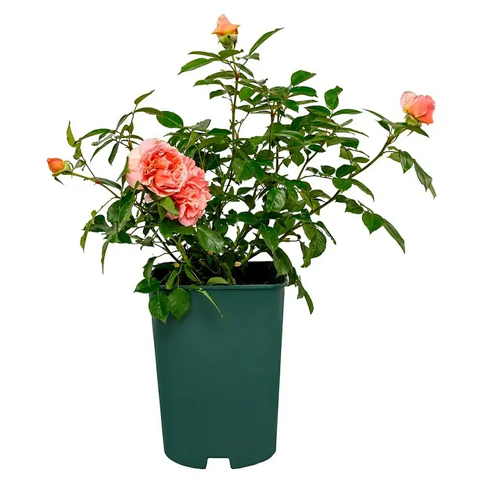 Edelrose - Rosa 'Chippendale' ®, Dunkelorange - Rosa-Strauch in einem Topf. Die Pflanze hat orangefarbene Blüten und grüne Blätter und steht in einem dunklen, grünen Topf vor einem schwarzen Hintergrund.
