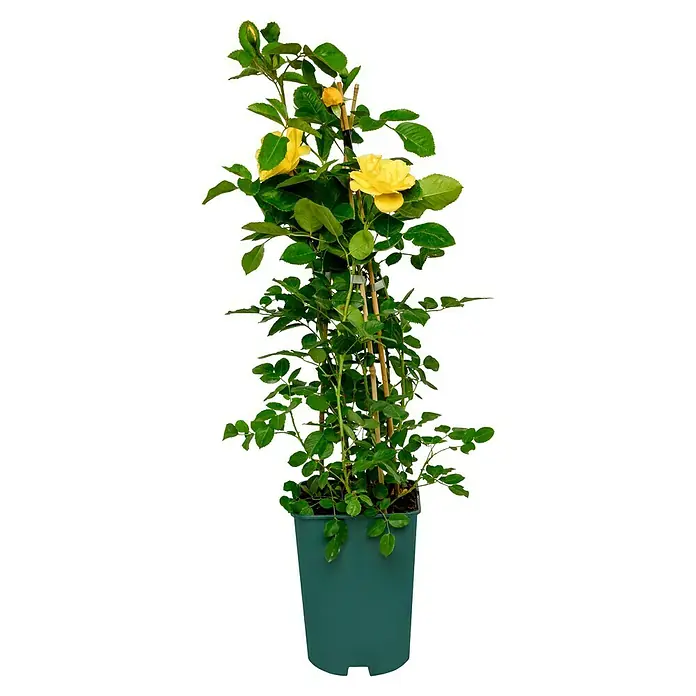 Kletterrose - Rosa 'Golden Gate' -R-, Goldgelb - Gelbe Kletterrose im Topf, eine schöne Zierde für jeden Garten oder Balkon. Die Pflanze ist an einem Rankgitter befestigt.