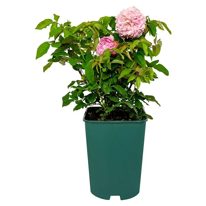 Strauchrose - Rosa 'Jacques Cartier', Topfvolumen: 5,5 l, Rosa - Rosa blüht in einem grünen Topf und bringt Farbe in den Raum. Diese Rose ist eine Zierde für jeden Garten oder Balkon mit ihren zarten Blüten.