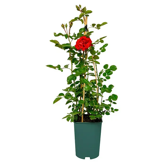Kletterrose - Rosa 'Santana' -R-, Rot - Eine Topfpflanze mit einer roten Rose und grünen Blättern, die an Bambusstäben hochgebunden ist, vor einem schwarzen Hintergrund.