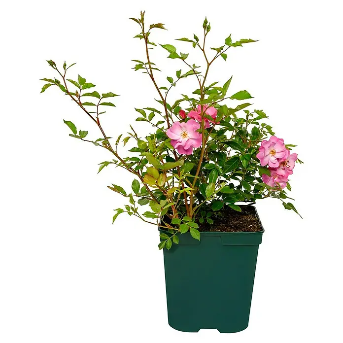 Bodendeckerrose - Rosa 'Lavender Dream' -R-, Topfvolumen: 4,5 l, Lavendelfarben - Eine Topfpflanze mit zarten, rosa Rosenblüten und grünen Blättern, die in einem dunkelgrünen Topf auf schwarzem Hintergrund steht.