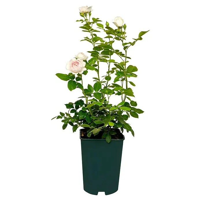 Beetrose - Rosa 'Herzogin Christiana' ® ADR, Hellrosa/Cremeweiß - Elegante Rose im Topf. Die zarten Blüten und das üppige Grün machen sie zu einem Hingucker für jeden Raum oder Garten.