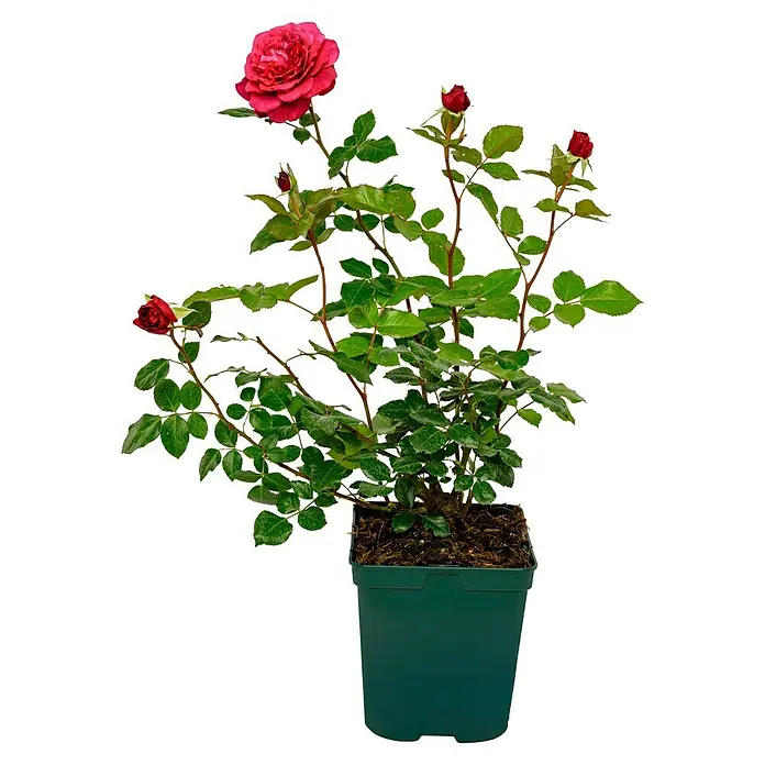 Edelrose - Rosa 'Bellevue' ®, Purpurrot - Eine Topfpflanze mit einer einzelnen roten Rose in voller Blüte, umgeben von grünen Blättern und kleineren Blütenknospen.