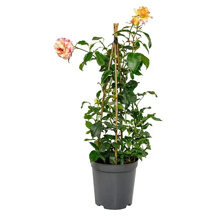 Edelrose - Rosa 'Camille Pissarro', Rot/Rosa/Gelb - Eine Topfpflanze mit einer Kletterrose, die an einem Bambusstab befestigt ist, und wunderschönen Blüten in Gelb, Rosa und Weiß.