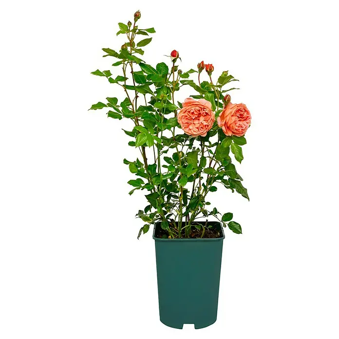 Strauchrose - Rosa 'Summer Song' -R-, Topfvolumen: 5,5 l, Orangerot - Die blühende Rose 'Constance Spry' im Topf ist eine robuste Sorte mit üppigen, korallenrosafarbenen Blüten und dichtem, grünem Laub.