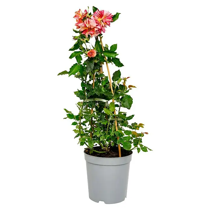 Beetrose - Rosa 'Edgar Degas' ®, Gelb/Weiß/Rot - Eine bunte Strauchrose in einem grauen Topf, gestützt von Bambusstäben. Ideal für Balkon oder Terrasse.