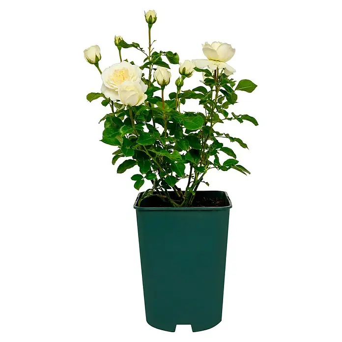 Strauchrose - Rosa 'Tranquillity' -R-, Topfvolumen: 5,5 l, Weiß - Nahaufnahme einer Topfrose mit zarten weißen Blüten und frischem grünen Laub vor einem dunklen Hintergrund.