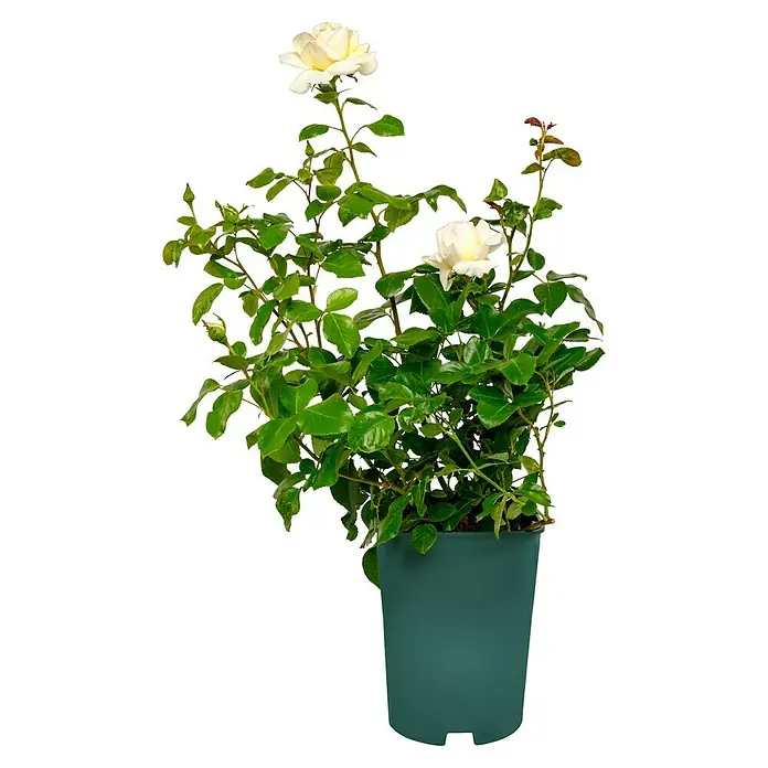 Edelrose - Rosa 'Anastasia' ADR, Apricot-Creme - Nahaufnahme einer strahlend weißen Edelrose im Topf. Die Rose besticht durch ihre Eleganz und die saftig grünen Blätter.