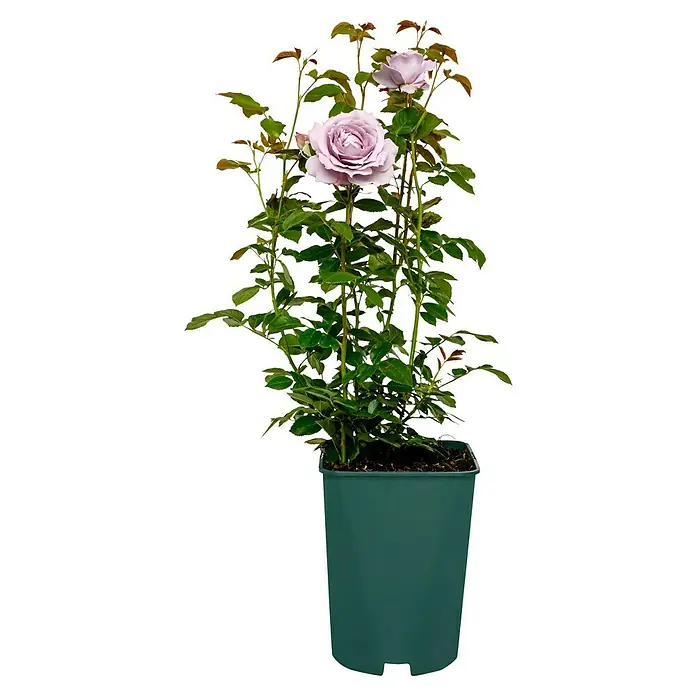 Beetrose - Rosa 'Novalis' ® ADR, Lavendel - Eine Topfpflanze mit lila Rosenblüten und grünen Blättern. Die Rose ist in einem grünen Topf.