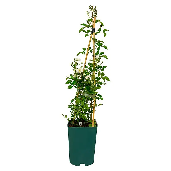 Kletterrose - Rosa 'Guirlande d'Amour' -R- ADR, Weiß - Kletterrose 'White Cloud' mit weißen Blüten, an Stäben befestigt in einem grünen Topf. Ideal für vertikale Gärten oder als Blickfang auf Balkonen.