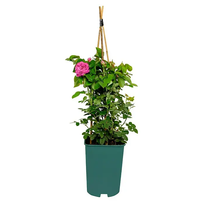 Strauchrose - Rosa 'Rose de Resht', Topfvolumen: 5,5 l, Leuchtend Rot - Eine Topfrose mit rosafarbener Blüte, an einem Bambusstab befestigt, präsentiert sich in voller Pracht. Der grüne Topf ergänzt das natürliche Bild.