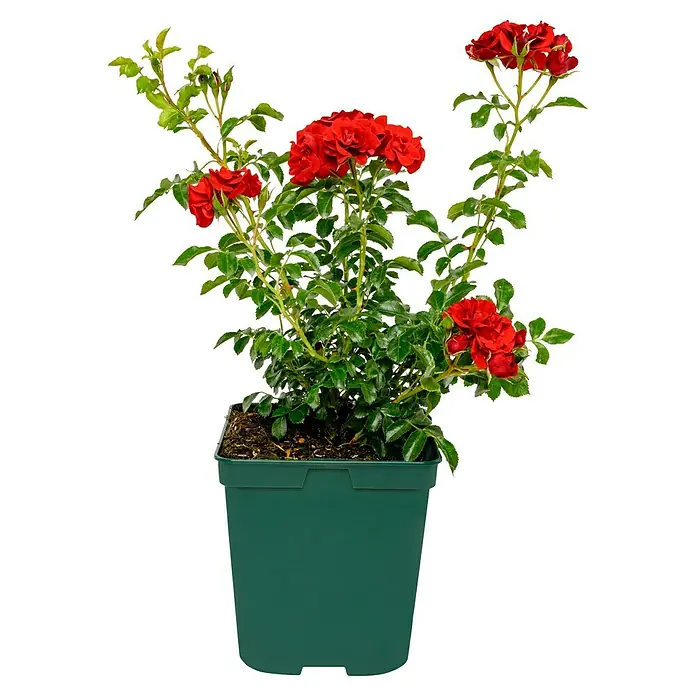 Bodendeckerrose - Rosa 'Matador' -R-, Topfvolumen: 4,5 l, Rot - Rote Rosenpflanze in einem grünen Topf, mit leuchtend roten Blüten und grünen Blättern.