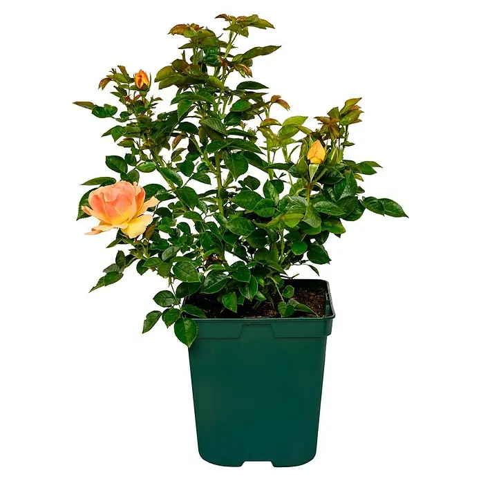 Beetrose - Rosa 'Hansestadt Rostock' ®, Bernstein/Apricot - Eine Topfrose mit einer großen, geöffneten Blüte und mehreren Knospen, die vor einem schwarzen Hintergrund steht.