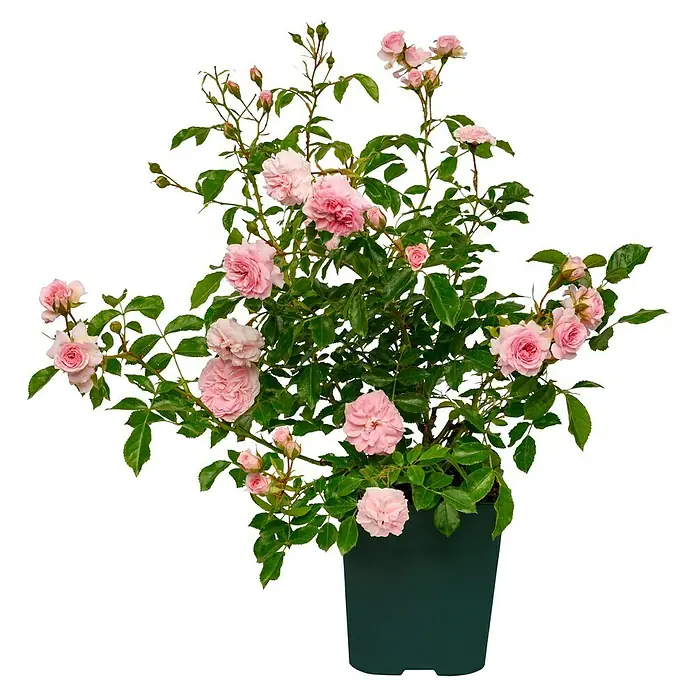 Bodendeckerrose - Rosa 'Larissa' -R- ADR, Topfvolumen: 4,5 l, Zartrosa - Nahaufnahme einer Topfrose mit zarten rosa Blüten und grünen Blättern vor schwarzem Hintergrund.