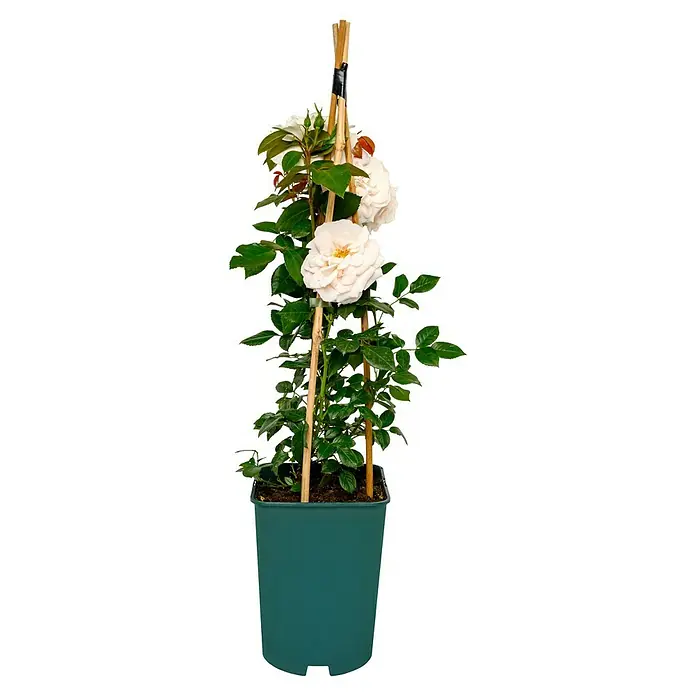 Beetrose - Rosa 'Lions-Rose' ®, Cremeweiß - Die Kletterrose 'Lupo' im Topf mit Rankhilfe ist eine bezaubernde Ergänzung für jeden Garten oder Balkon. Mit ihren zarten Blüten bringt sie Romantik ins Grün.