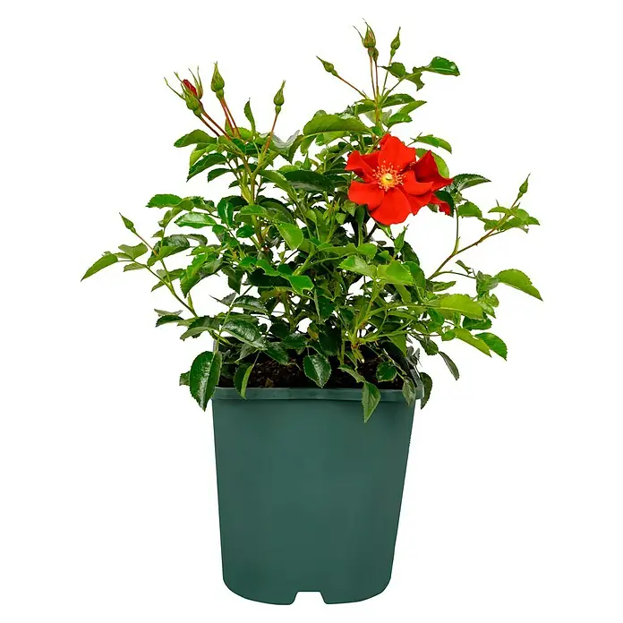 Bodendeckerrose - Rosa 'Alexander von Humboldt' -R- ADR, Topfvolumen: 4,5 l, Rot - Eine Topfpflanze einer roten Rose mit grünen Blättern und vielen Knospen in einem dunkelgrünen Topf.