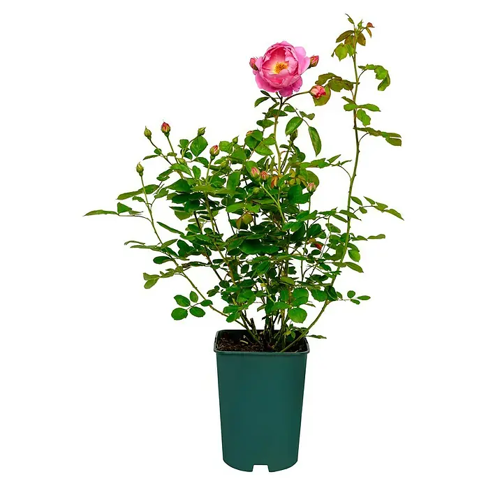 Strauchrose - Rosa 'Royal Jubilee', Topfvolumen: 5,5 l, Pink - Topfpflanze mit einer blühenden, rosa Rose und mehreren Knospen, die auf grünen Stängeln und Blättern sitzen.