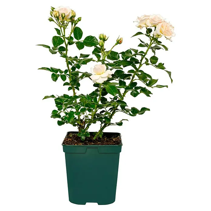 Beetrose - Rosa 'Sirius' ® ADR, Cremeweiß - Eine Topfrose mit cremefarbenen Blüten und grünen Blättern in einem grünen Topf. Ideal für den Garten oder Balkon.