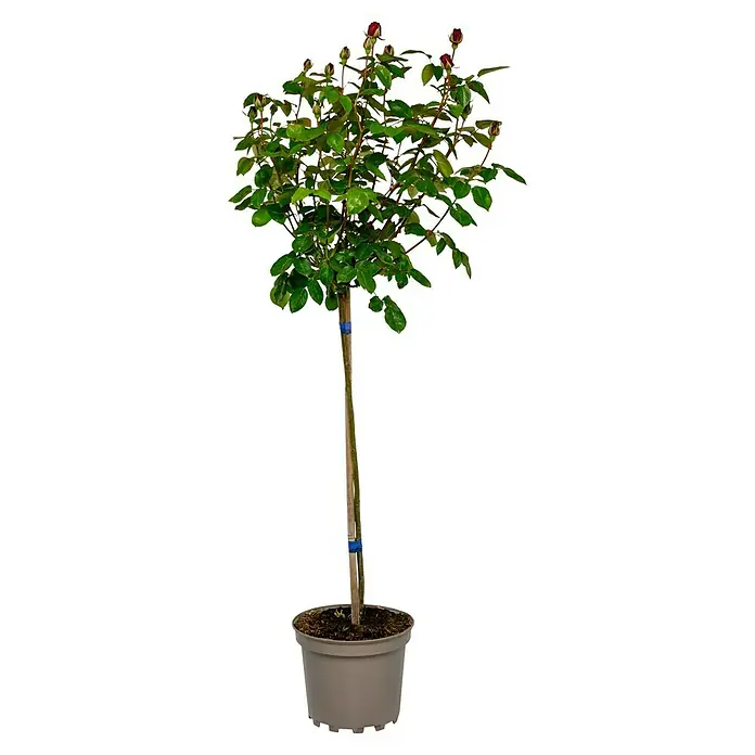Edelrose - Rosa 'Herz Ass' ®, Rot - Dieser attraktive Rosenbaum mit roten Knospen, veredelt auf einem Stamm, verleiht jedem Garten oder Balkon eine elegante Note. Er blüht üppig und ist pflegeleicht.