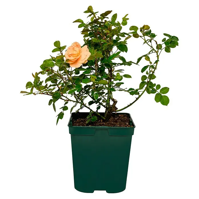 Beetrose - Rosa 'Schöne vom See' ®, Apricot-Orange - Topfrose mit einer einzelnen, hellorangefarbenen Blüte und grünen Blättern in einem grünen Topf.