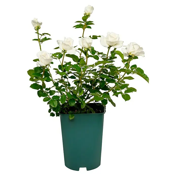 Edelrose - Rosa 'Annapurna' ®, Reinweiß - Weiße Rosenbusch in einem grünen Topf, ideal für den Garten oder Balkon. Die Rosen sind frisch und blühend.