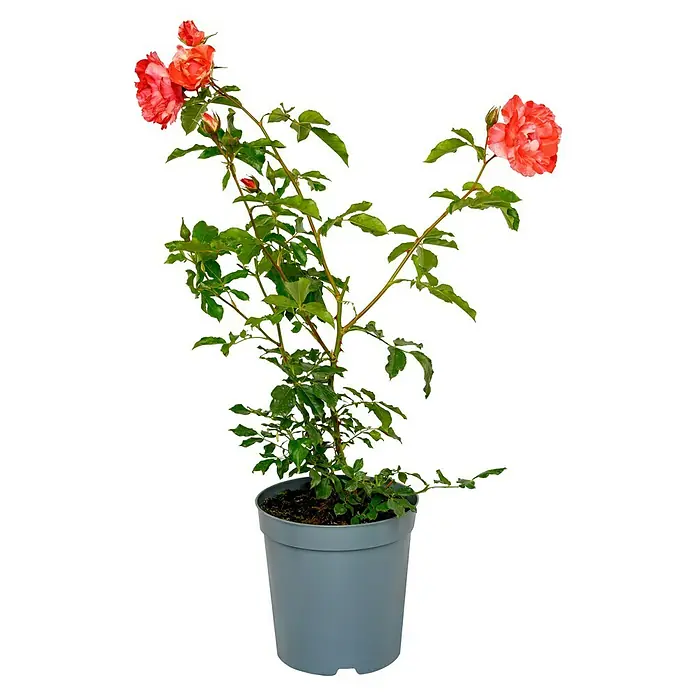 Edelrose - Rosa 'Grimaldi', Rosa/Weiß gestreift - Eine Topfpflanze mit zweifarbigen Rosenblüten, die von einem grauen Topf gehalten wird, die Blüten haben rote und weiße Farbtöne.