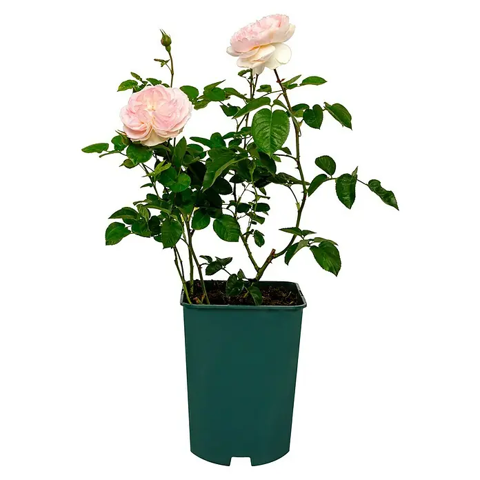 Strauchrose - Rosa 'Gentle Hermione' -R-, Topfvolumen: 5,5 l - Eine Topfrose mit zarten rosa Blüten und saftig grünen Blättern, die eine elegante und natürliche Schönheit ausstrahlt, perfekt für jeden Raum.