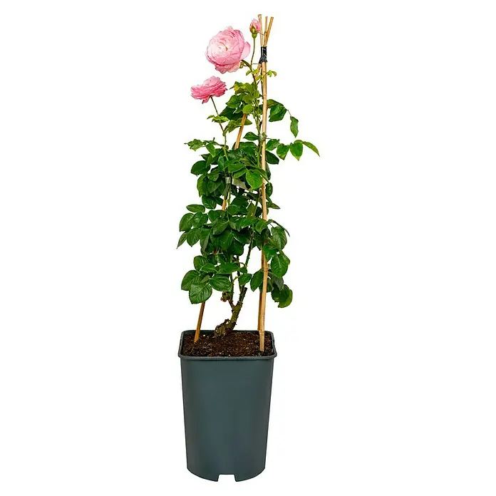 Kletterrose - Rosa 'Kiss Me Kate' -R-, Rosa - Rosa Kletterrose in einem Topf, die an einem Bambusstab befestigt ist und zarte, rosa Blüten und üppiges Grün zeigt.