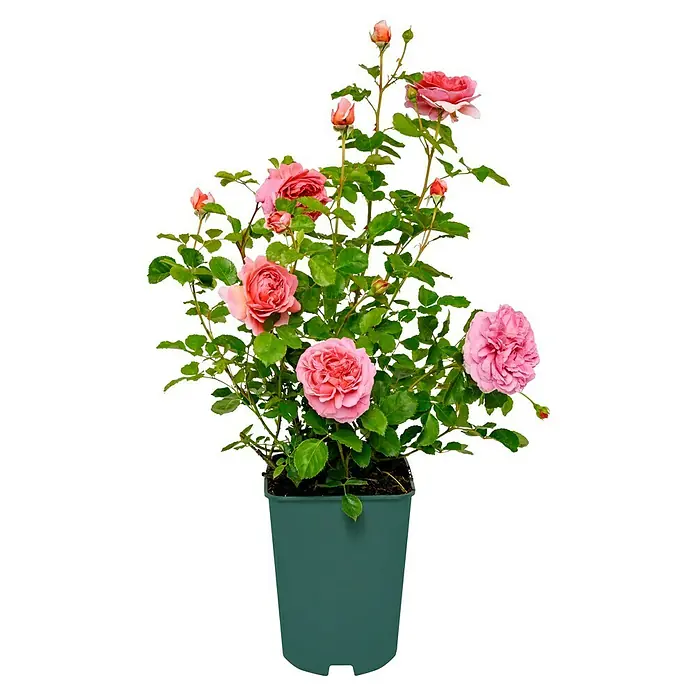 Strauchrose - Rosa 'Princss.Alexandra of Kent' -R-, Topfvolumen: 5,5 l, Zartrosa - Ein Rosenstrauch in einem Topf, mit üppigen pinkfarbenen Blüten und grünen Blättern, perfekt für Garten oder Balkon.