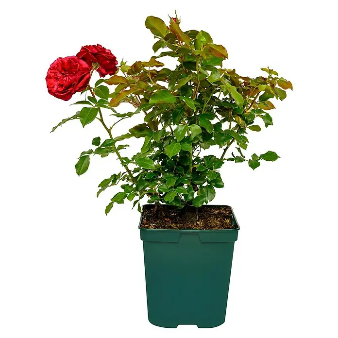 Beetrose - Rosa 'Rouge Meilove' ®, Dunkelblutrot - Nahaufnahme einer Topfpflanze mit zwei roten Rosenblüten und grünen Blättern, die auf einem schwarzen Hintergrund mit horizontalen Linien steht.