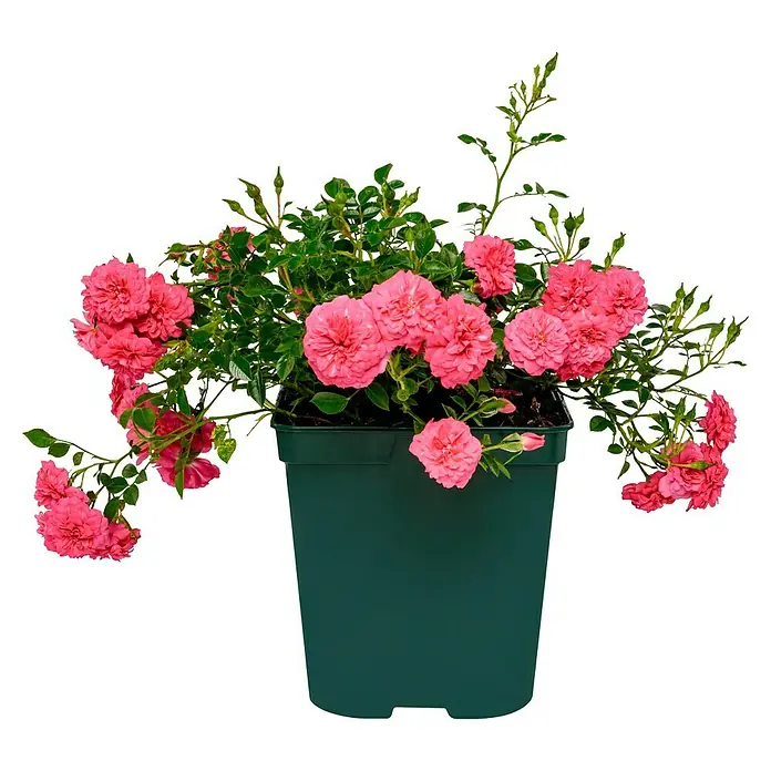 Bodendeckerrose - Rosa 'Knirps' -R-, Topfvolumen: 4,5 l, Kräftig Rosa - Ein üppiger Topf mit Miniaturrosen, die in leuchtendem Rosa blühen, ideal zur Dekoration von Innen- und Außenbereichen. Die Blüten sind dicht und zahlreich.