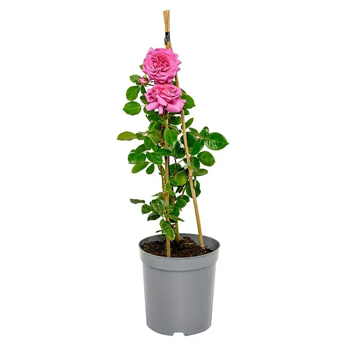 Edelrose - Rosa 'Chartreuse de Parme' ®, Karmesinrosa - Bezaubernde Topfrose: Eine üppige, pinkfarbene Rose im Topf, unterstützt von Bambusstäben, präsentiert ihre Schönheit und Eleganz.