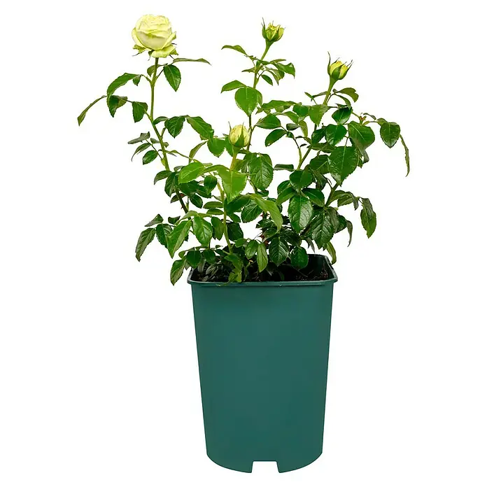 Edelrose - Rosa 'Wedding Piano' ®, Cremeweiß - Strahlend weiße Rose in einem grünen Topf, die die Schönheit der Natur und das Versprechen von Wachstum und Freude verkörpert.