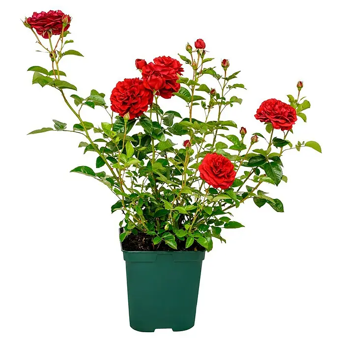 Beetrose - Rosa 'Bordeaux' ®, Rot - Eine Topfpflanze mit roten Rosenblüten und grünen Blättern auf einem schwarzen Hintergrund.